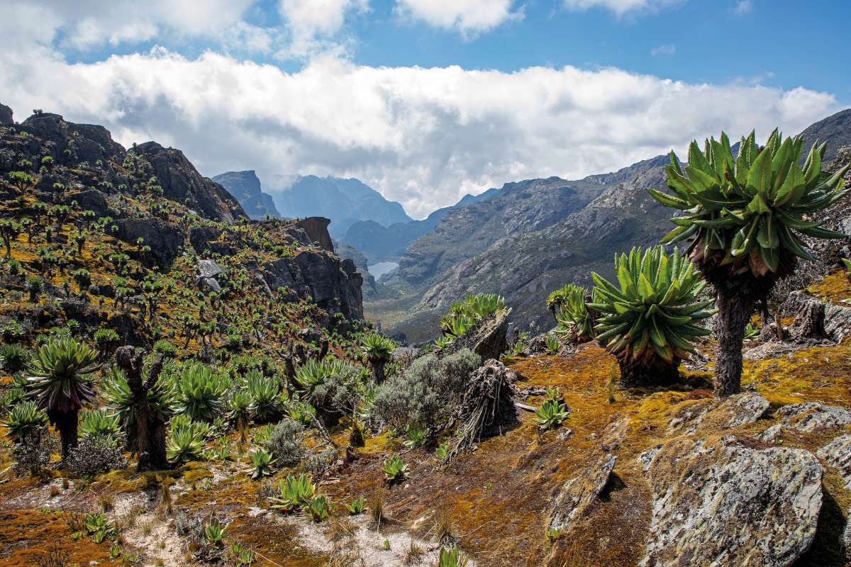Örömtúrázás az ikonikus aggófüvek között – 3500 m felett, a hegység leghíresebb növényzeti zónájában: a törpecserjék és fás hangák övében. A vizes rétek, hegyi lápok a hegység ikonikus növényei, a szenéciók és óriás lobéliák otthona is