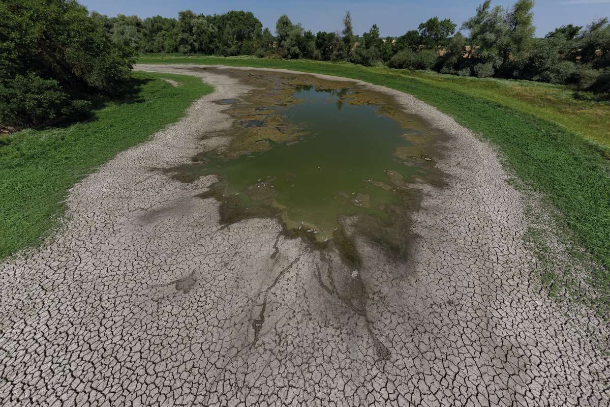 A Hármas-Körös Borbély-zugi holtága Gyomaendrőd közelében 2025. június közepén – Az alföldi folyók holtágai sorban száradnak ki a csapadékhiány és a talajvízszint süllyedése miatt. A vízhiány és a meleg miatt elpusztult halak szegélyezik a vízfoltot a kiszáradt holtág medrében. A vastag, lágy iszap miatt nem lehetséges a helyszín megközelítése, csak drónról látni a pusztulás mértékét Fotó: Jakab Gusztáv