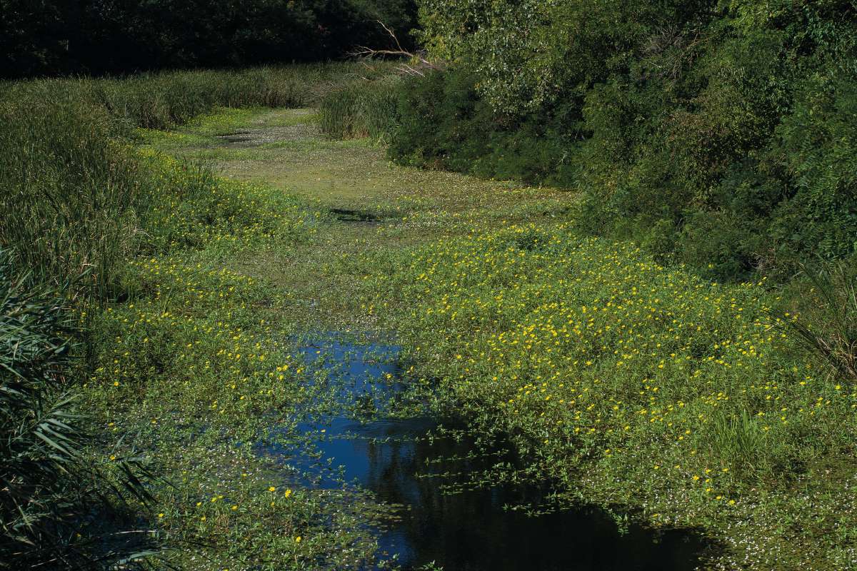 Nagyvirágú tóalma a Gyepes-érben Bélmegyer közelében 2025 augusztusában – Lassan kezelhetetlenné válik ezen behurcolt, melegkedvelő hínárfaj elszaporodása a Körös-vidéken Fotó: Jakab Gusztáv