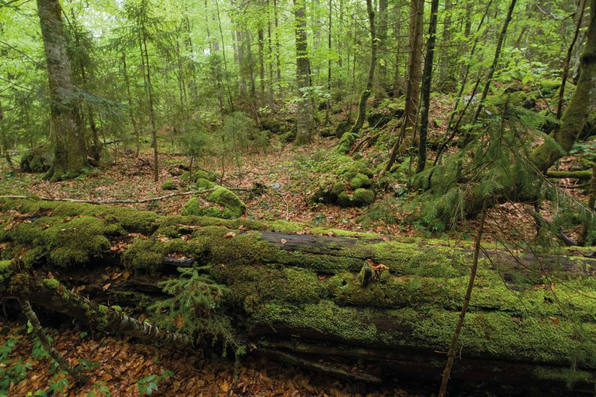 Fotó: Jakab Gusztáv