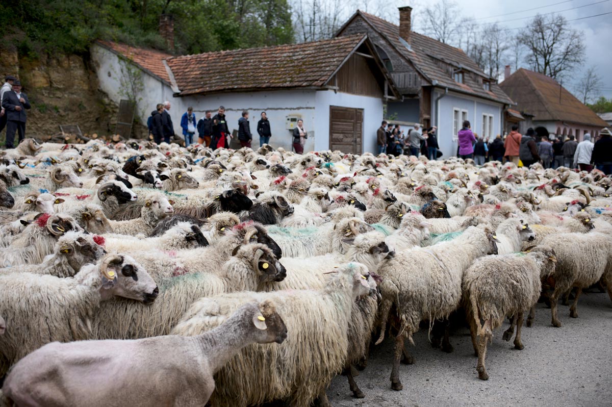 Fotó: Hamar Sándor